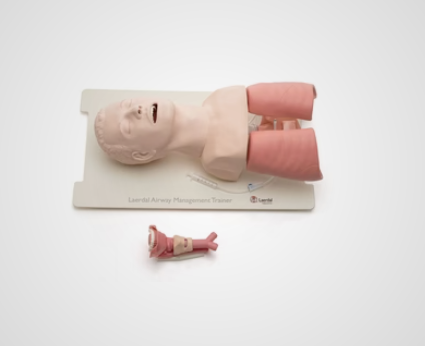 Medical airway trainer mannequin with visible lungs and a separate airway model on a white surface.